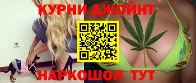 сатива Гай
