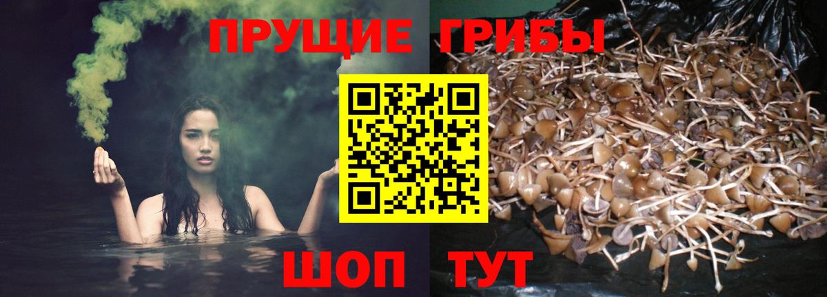 продажа наркотиков  Вход с VPN  Кимры  Псилоцибиновые грибы мицелий 
